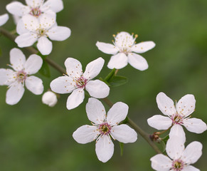 Blossoming branch of wild plum close-up of small and delicate flowers