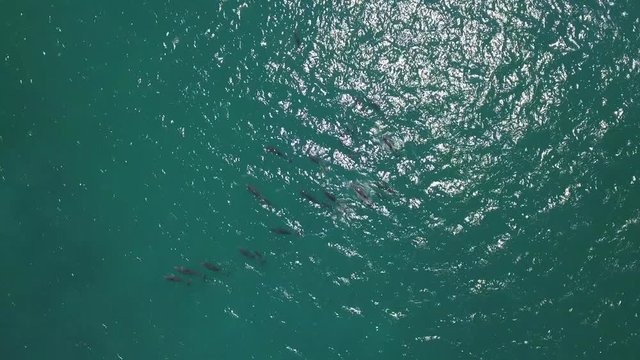 dophins, aerial view