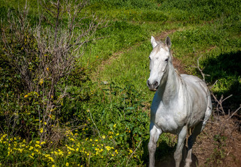 Obraz na płótnie Canvas White horse in a meadow