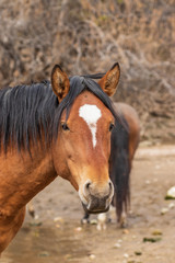 Obraz premium Wild Horse in the Arizona Desert