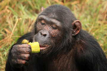 Chimpanzee - Uganda