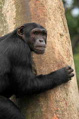 Obraz na płótnie Canvas Chimpanzee - Uganda