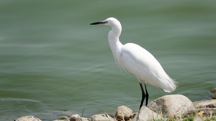 Silberreiher am Wasser