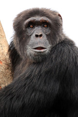 Chimpanzee - Uganda