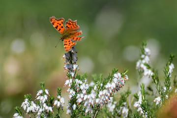 Polygonia c-album anglewing butterfly