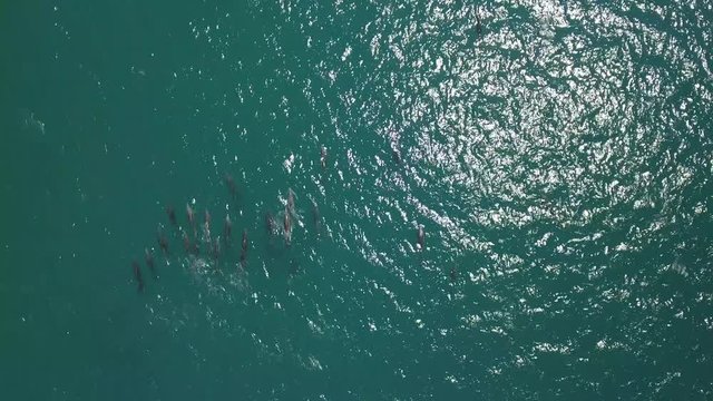 dophins, aerial view