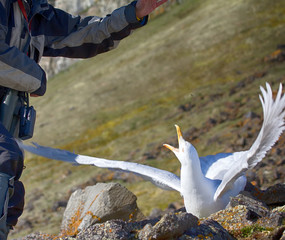 Catching glaucous gull (Larus hyperboreus) with objective of ringing