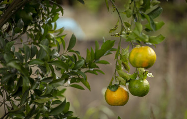 Pé de tangerina em quintal de residência brasileira