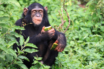 Chimpanzee - Uganda