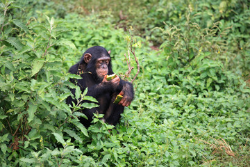 Chimpanzee - Uganda