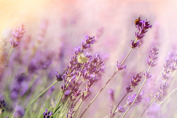 Butterfly and bee-bumblebee on lavender flower, selective focus on butterfly and bee-bumblebee