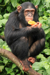 Chimpanzee - Uganda