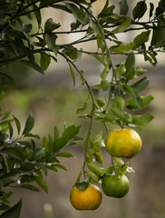 Pé de tangerina em quintal de residência brasileira