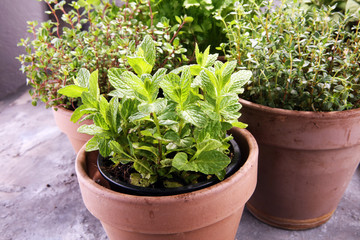 Homegrown and aromatic herbs in old clay pots