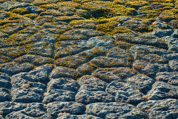 Mosses, polygons of Arctic soil