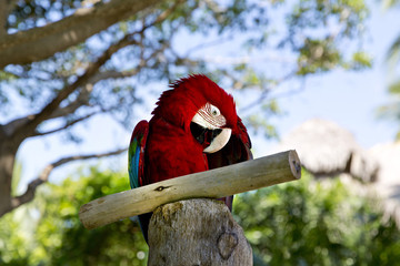 Colorful portrait of Amazon parrot against jungle. Side view of wild parrot head on green...