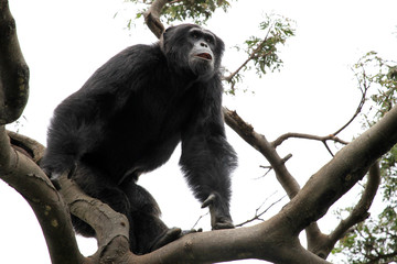 Chimpanzee - Uganda