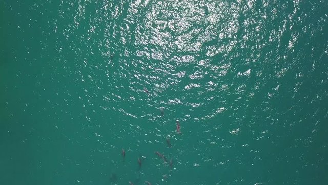 dophins, aerial view