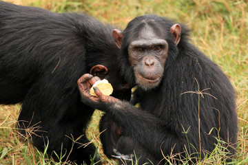 Chimpanzee - Uganda