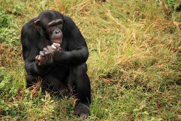 Chimpanzee - Uganda