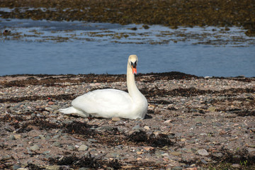 Male Swan Guarding Nest on a Coastal Beach