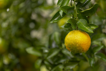 Pé de tangerina em quintal de residência brasileira