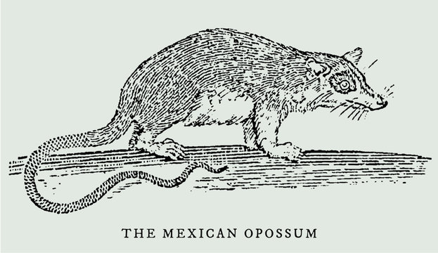 The mexican opossum marmosa mexicana in side view (after a historical or vintage illustration from the 18th century). Easy editable in layers