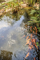 koi fish in garden pond decorative landscape design