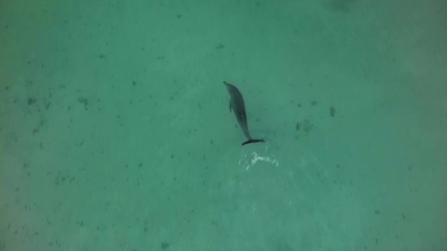 A scenic aerial shot of dophins swimming in the wide shark bay.