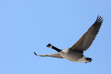 Canada Goose