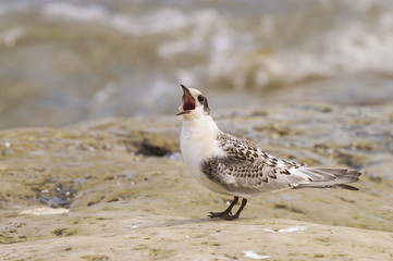 South American Tern (Sterna hirundinacea) © buteo