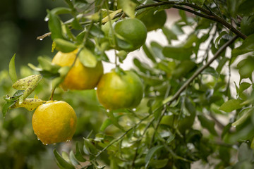 Pé de tangerina em quintal de residência brasileira