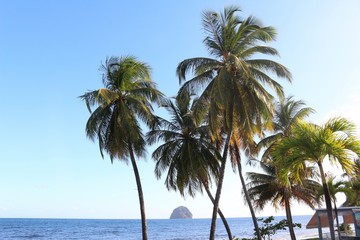 Palm trees against blue sky with diamant rock in the distance, Martinique