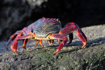 TIERE_6091_rote_Klippenkrabbe