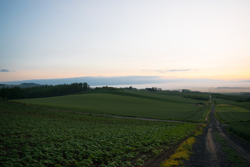 朝霧の丘　夜明け　丘の風景　美瑛　上富良野　富良野
