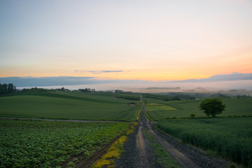 朝霧の丘　夜明け　丘の風景　美瑛　上富良野　富良野