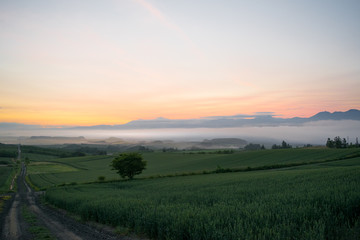 Obraz premium 朝霧の丘 夜明け 丘の風景 美瑛 上富良野 富良野