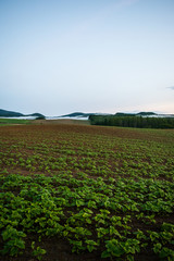 朝霧の丘　夜明け　丘の風景　美瑛　上富良野　富良野