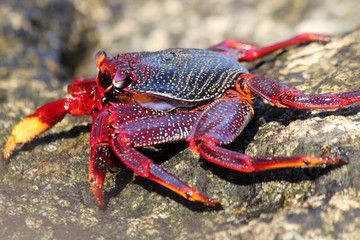 TIERE_6155_rote_Klippenkrabbe