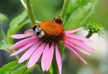 Hummeln auf Blüte