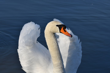 close up portrait of white swan on the water lake