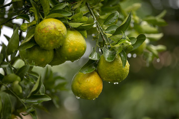 Pé de tangerina em quintal de residência brasileira