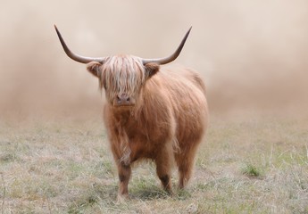 Hochlandrind mit ausladenden Hörnern vor verschwommenem Hintergrund im Sommer - Highland Cattle with long horns in front of a fading background