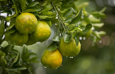 Pé de tangerina em quintal de residência brasileira