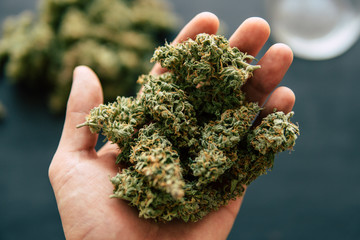 Cannabis buds in hand of man Macro of cannabis weed marijuana flowers with trichomes