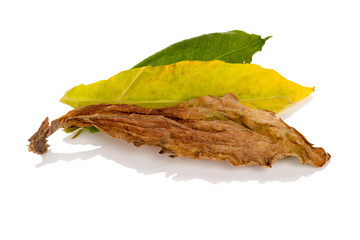 Fototapeta premium Fresh and dried tobacco leaves from above
