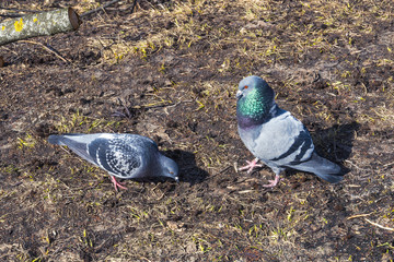two dove on the background of dry grass, wet earth,