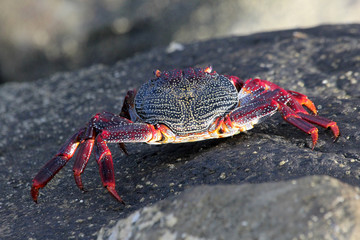 TIERE_5447_rote_Klippenkrabbe