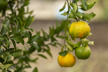 Pé de tangerina em quintal de residência brasileira