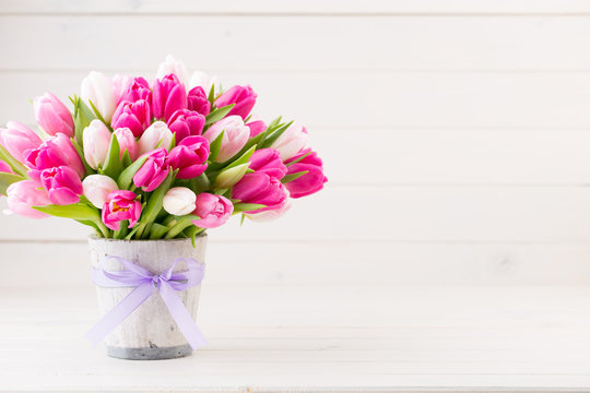 Pink tulip on the white background. Easter background